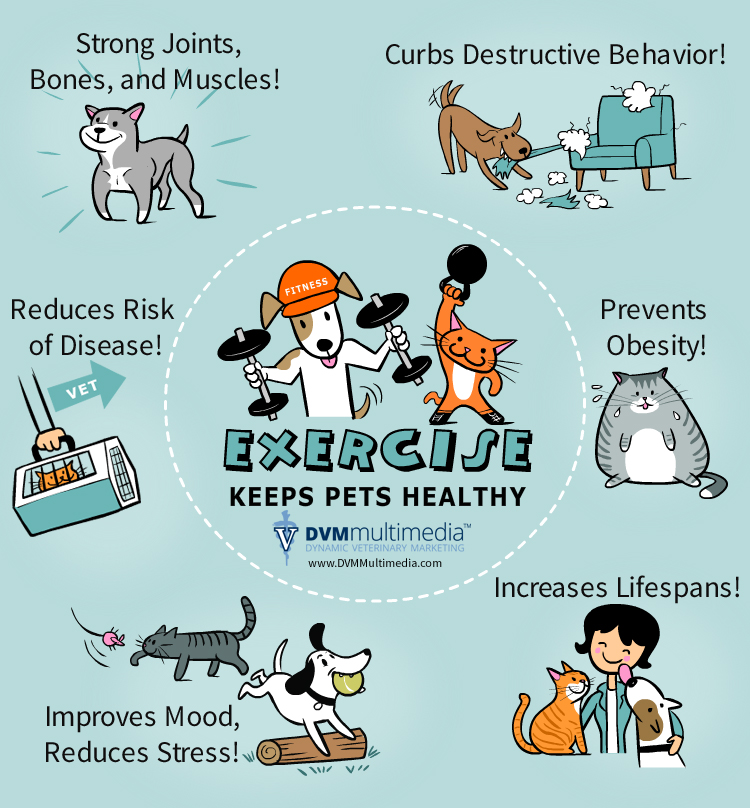 Pets Exercise Tips - Pet Health - North of the River Vet