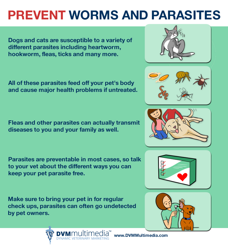 Parasite Prevention - Veterinary Hospital - Bakersfield