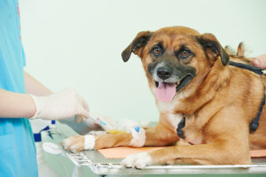 Pet Surgery Services in Bakersfield CA - (661) 399-6406